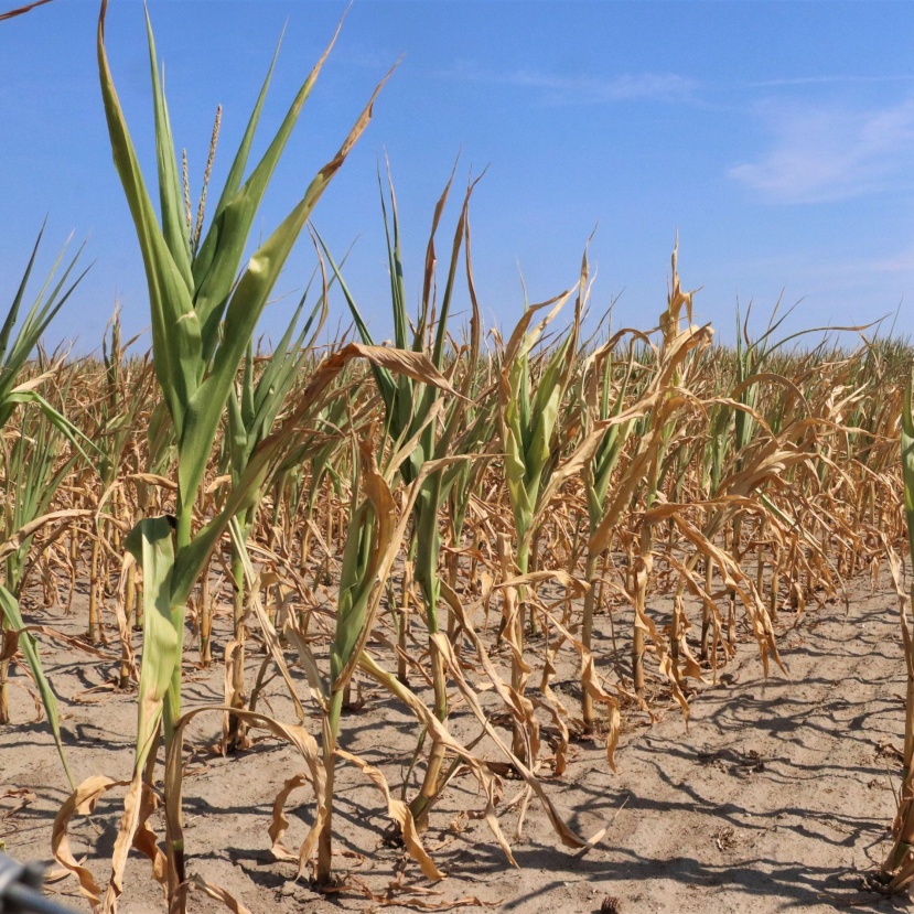 Újabb aszályos év sújtja Magyarországot