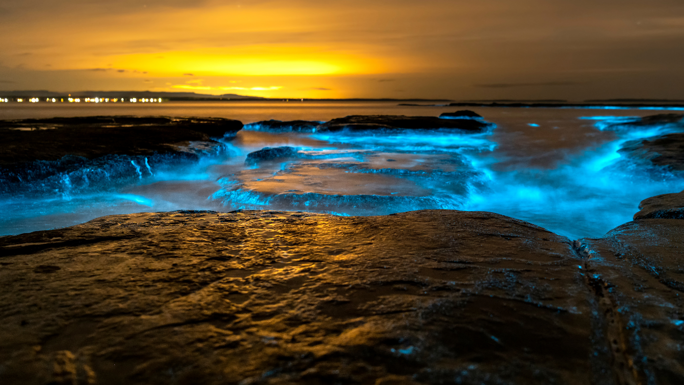 Biolumineszcens algák „festettek galaxisokat” Melbourne vizeire