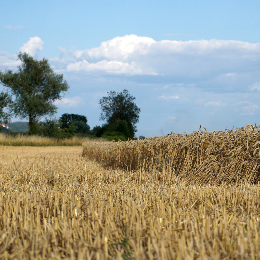 Brutális károkat okozott az idei extrém nyár