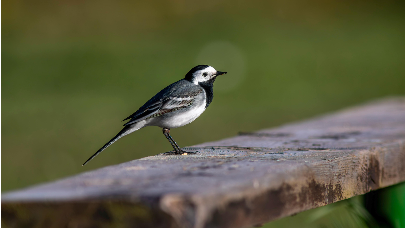 Szeptember madara, a barázdabillegető