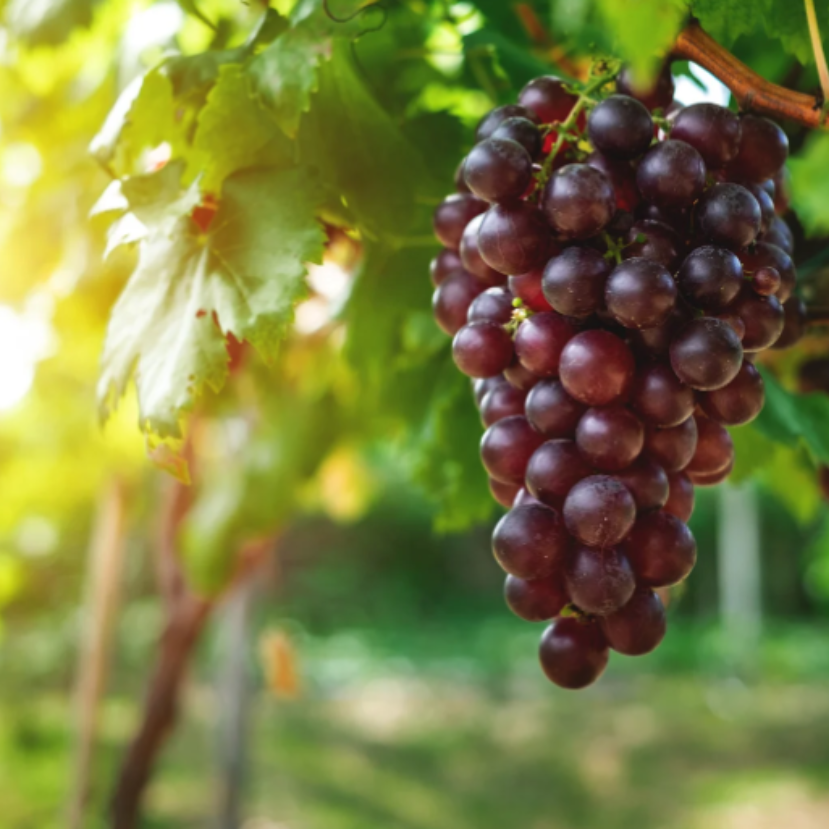 Íme, az egyik legkedveltebb őszi gyümölcsünk!