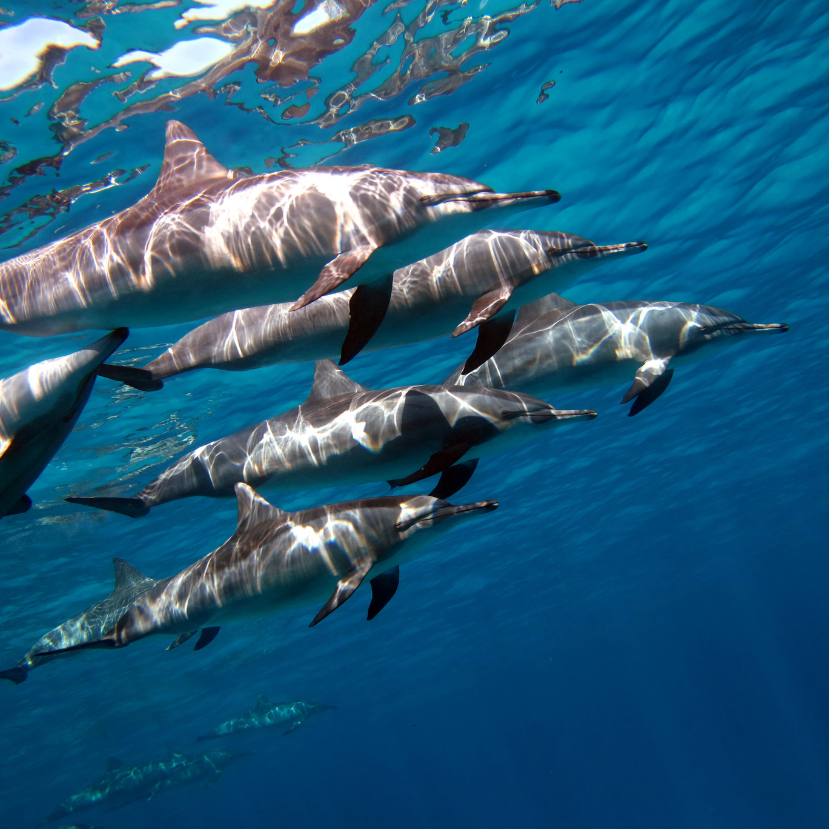 Győzelem: 2026-ban életbe lép az ENSZ óceánvédelmi egyezménye