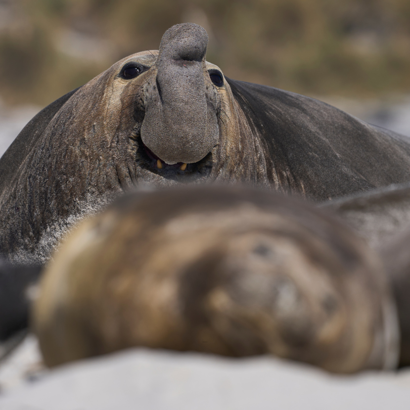 Ismered a világ legnagyobb ragadozóját?