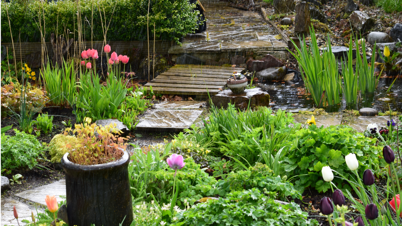 Esőkert – Segíti a vízmegtartást, és különlegessé teszi a kerted