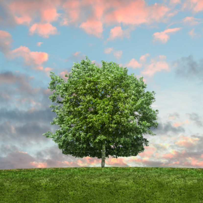 A fák titkos élete – Mit éreznek, hogyan kommunikálnak? – Könyvajánló