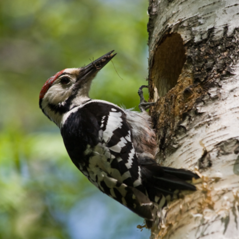 Megmenthető még hazánk legritkább harkályfaja?