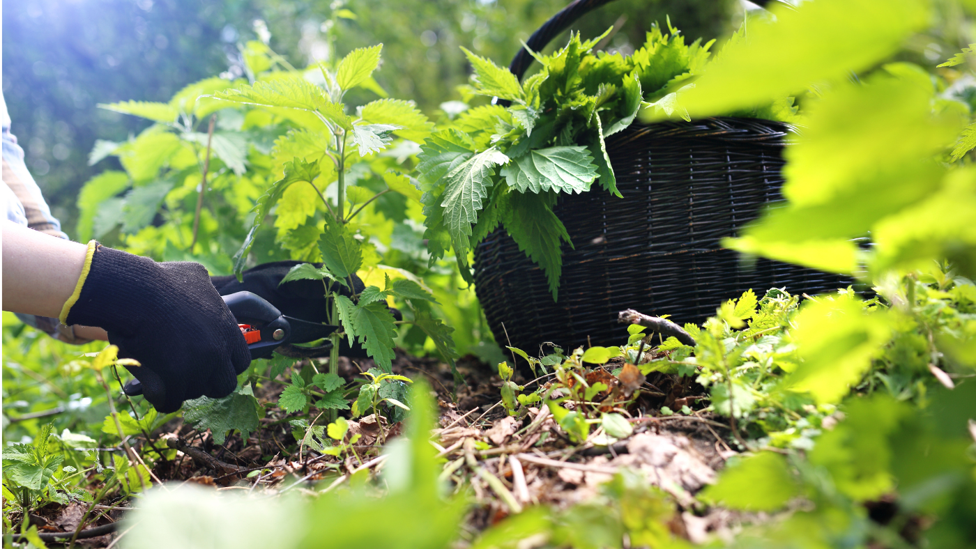 Ehető gazok – Ne irtsd, hanem főzd meg őket!