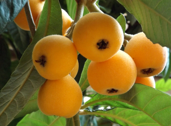 öt darab japán naspolya