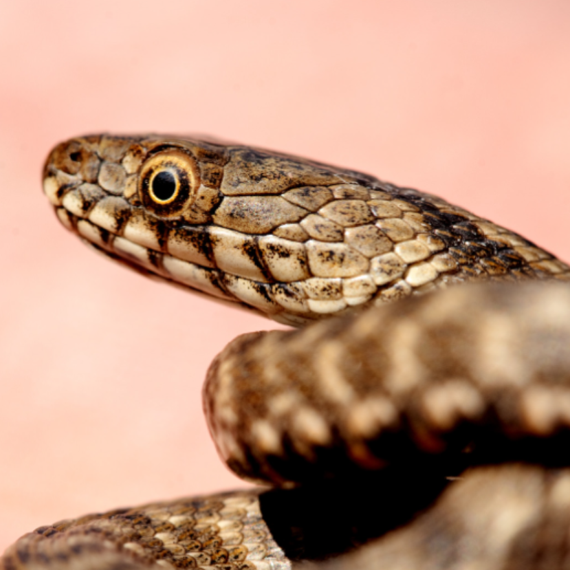 Akár egyméteresre is nőhet hazánk gyakori kígyója