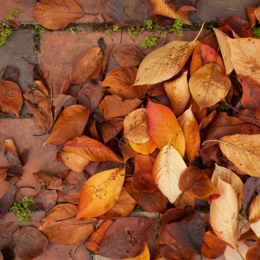Miért van lombhullás már a nyár első felében is?