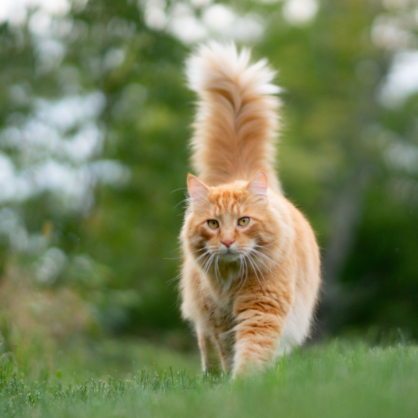 Macska-világkiállítást rendeznek hétvégén Budapesten