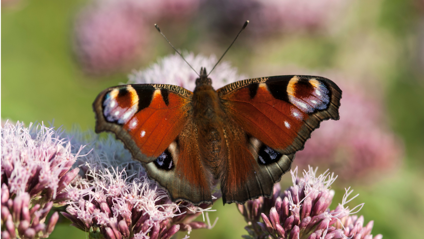 Szeptember rovara, a nappali pávaszem