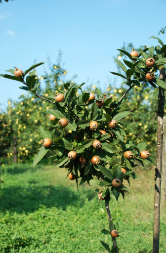 egy darab naspolyafa