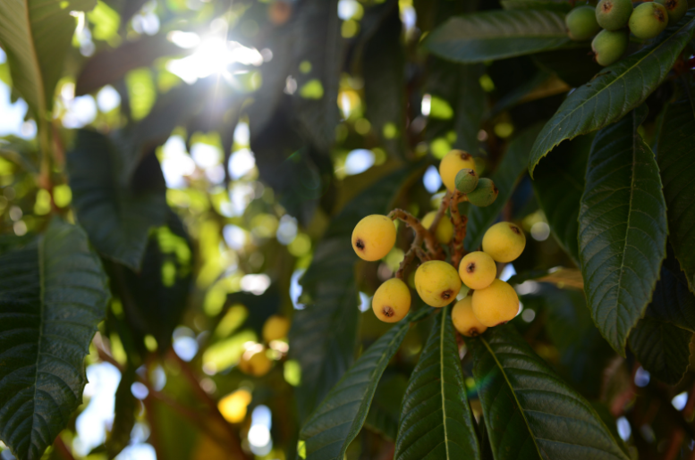 naspolyafa érett gyümölcsökkel