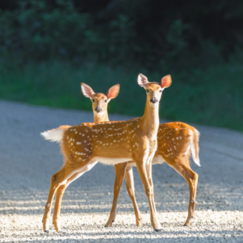 Az ember és az állatvilág harmóniája a 2025-ös Világ Legnagyobb Tanórájának fókuszában