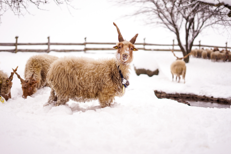 racka juhok a hóban