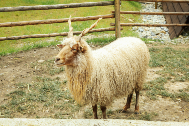 egy fehér színű racka juh