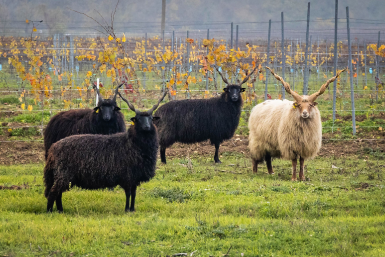 három fekete színű racka juh és egy fehér színű