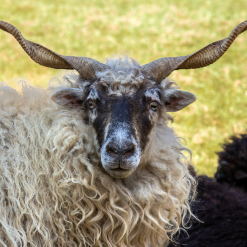 A racka juh, azaz a magyarok legősibb juhfajtája közelebbről