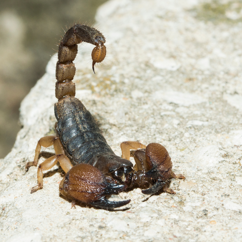 Ha skorpióval találkozol, jelezd a kutatóknak!