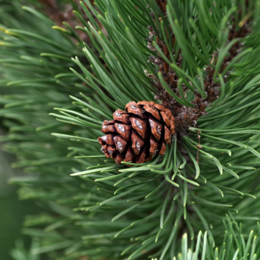 Új értelmet nyert a pénzfa fogalma