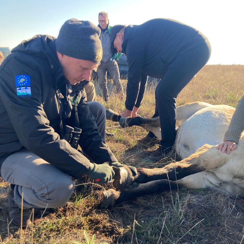 Elköltöztek a vadlovak