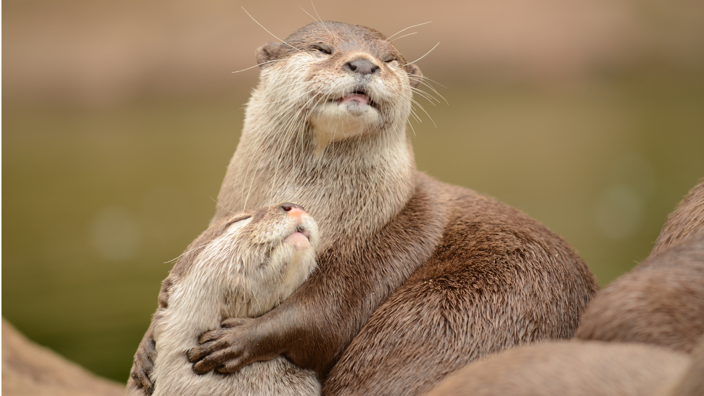 Velünk élnek, de vajon tudunk rájuk vigyázni? – Kedvenceink az állatok világnapján!