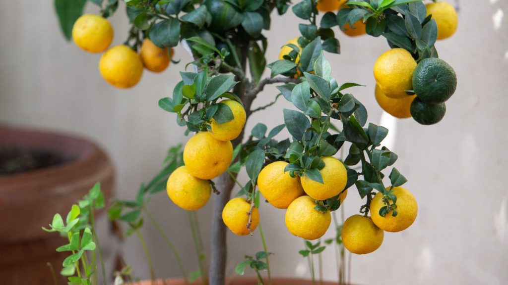 Citromfa dézsában.