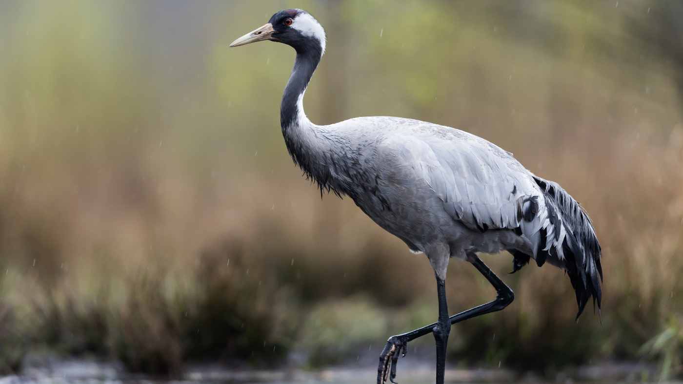Október madara nem lehet más, mint a daru!