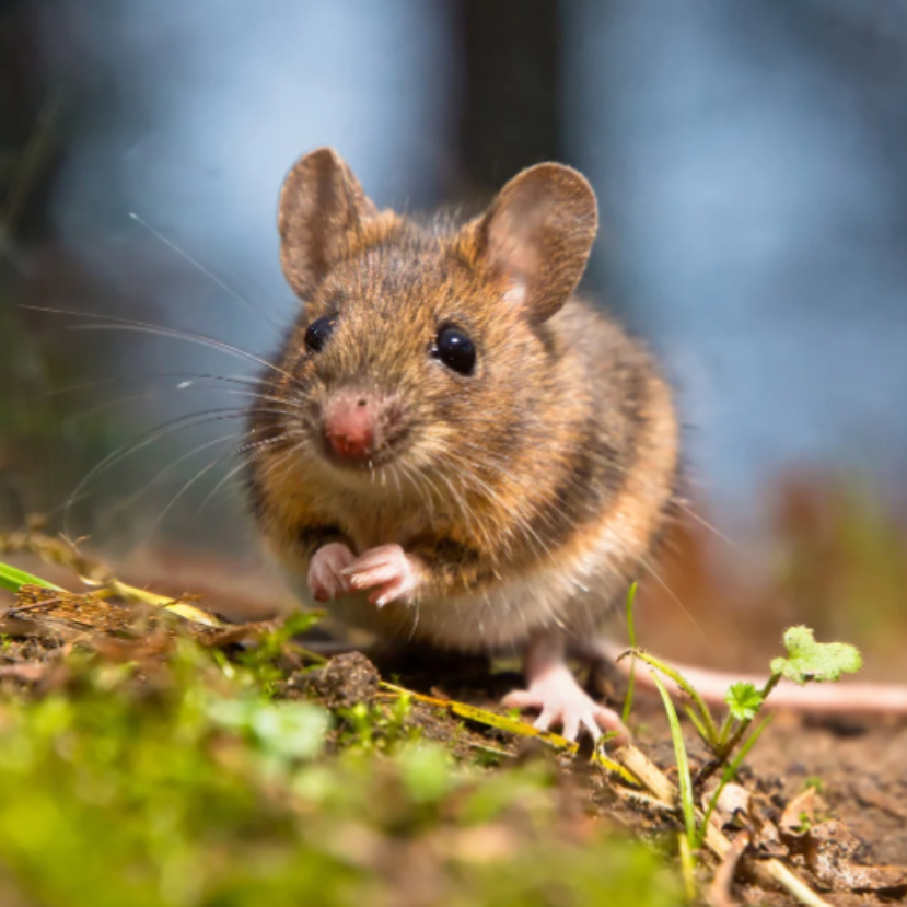 Tévhitek az egerekkel kapcsolatban