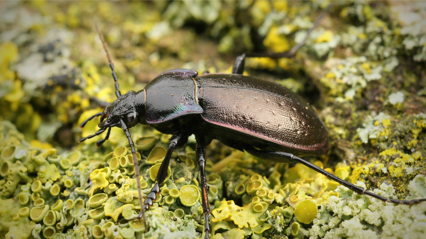 Október hónap ízeltlábúja, az erdei futrinka