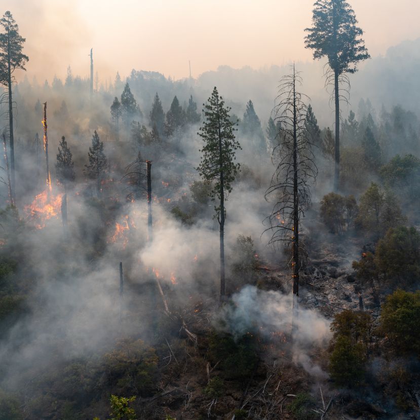 Az erdőtüzek és a mezőgazdaság pusztítják legjobban az erdőket