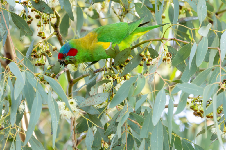 eukaliptuszfa és egy papagáj