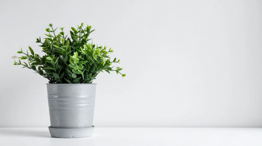 egy darab cserepes eukaliptusz