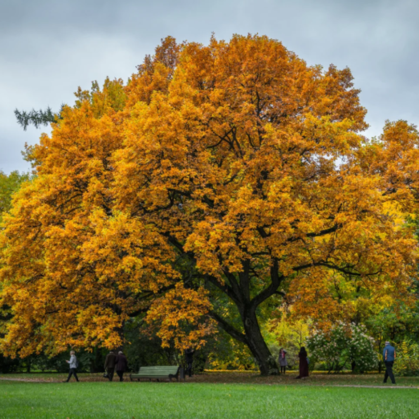 Hogyan olvassuk a fákat? – Könyvajánló