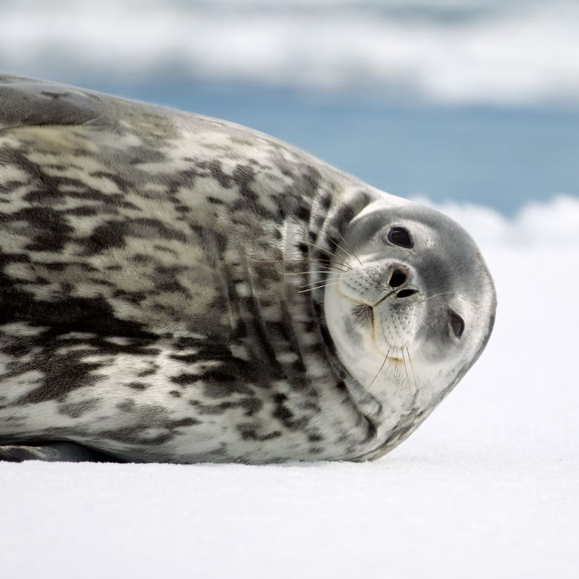Frissült a Vörös Lista – Közel 50 ezer faj a kihalás szélén