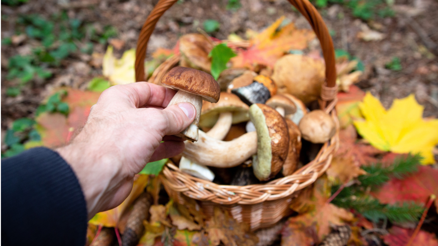 Az eső megvolt, jöhetnek az őszi gombák!