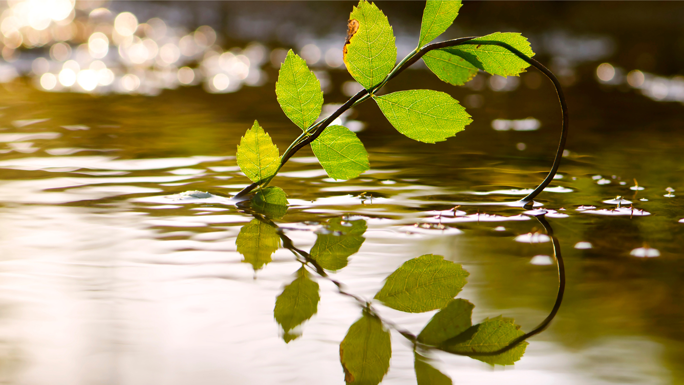 Az Elisabeth Haub-díj idei üzenete: a természetnek is vannak jogai!