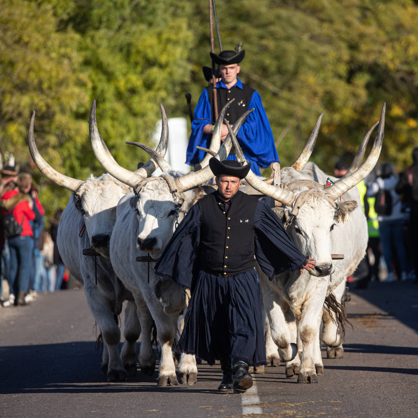 Szent Dömötör-napi Behajtási Ünnepre hív a Hortobágy