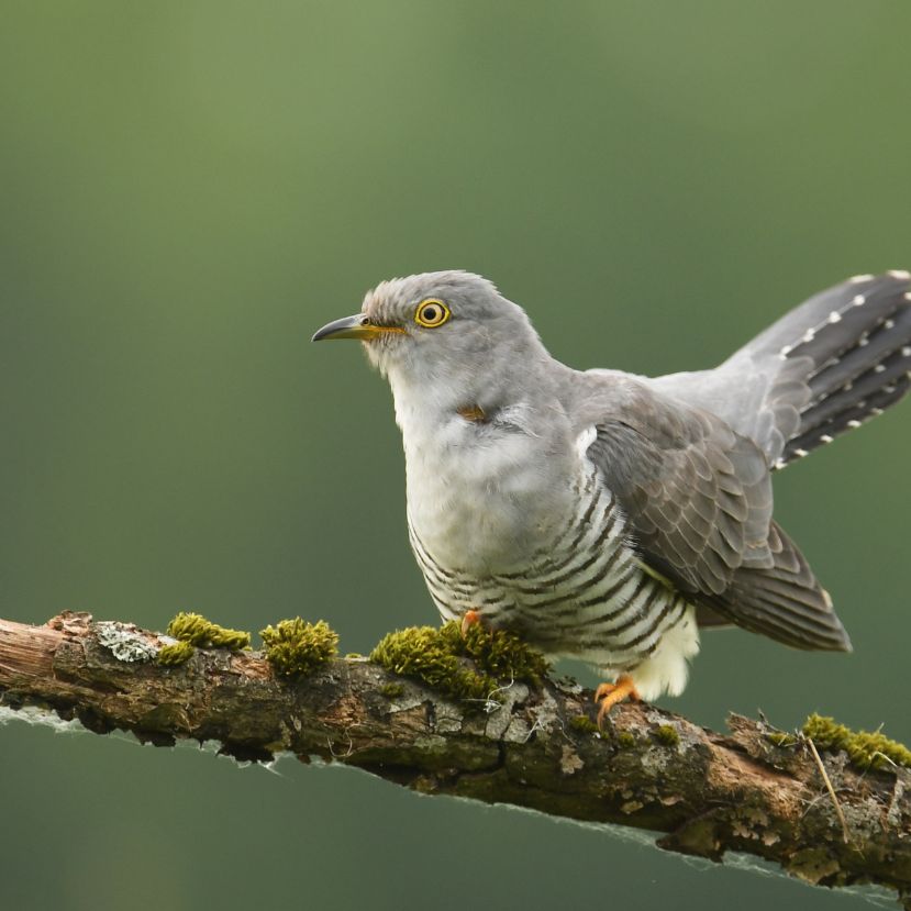 Megvan a madarak közös nyelve: egy hangot minden madár megért!