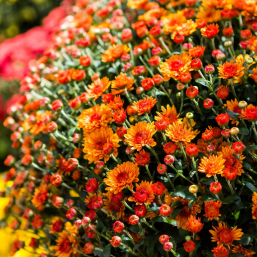 Van elég a hazai krizantémból