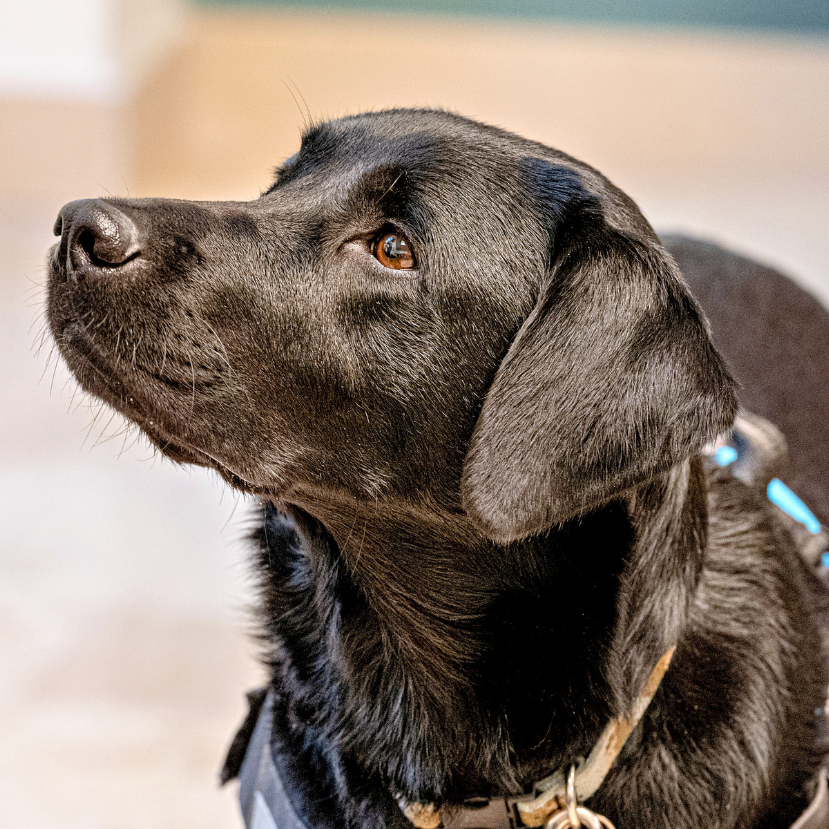 Áldozatsegítés kutyákkal