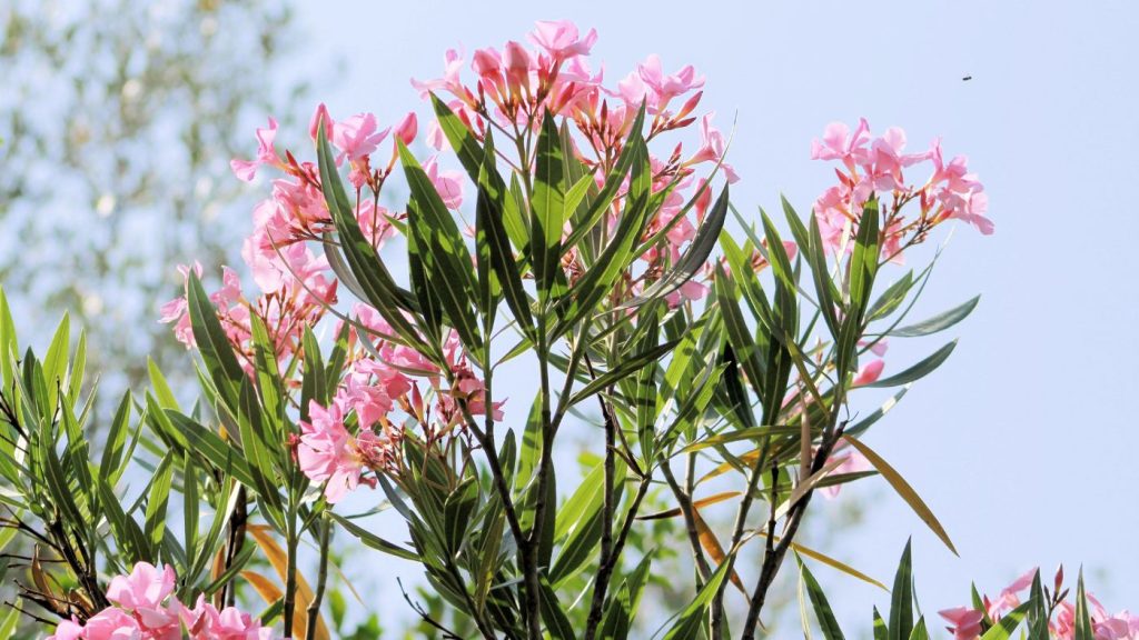 Leander – meghálálja a teleltetést