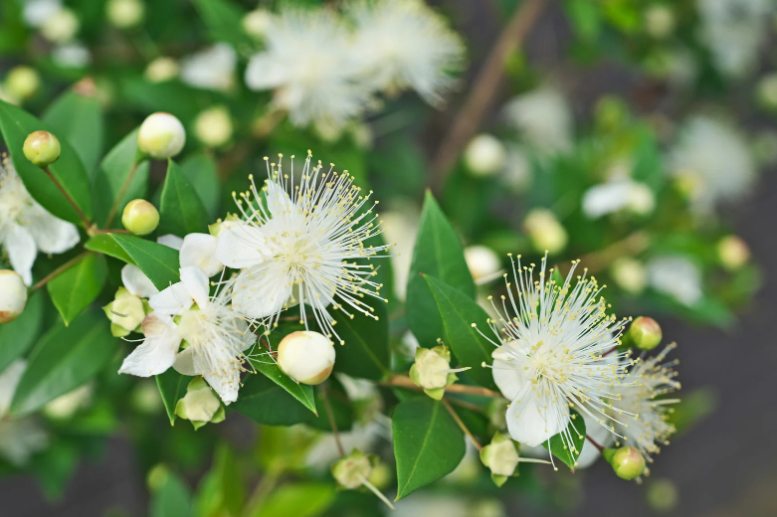 virágzó mirtusz
