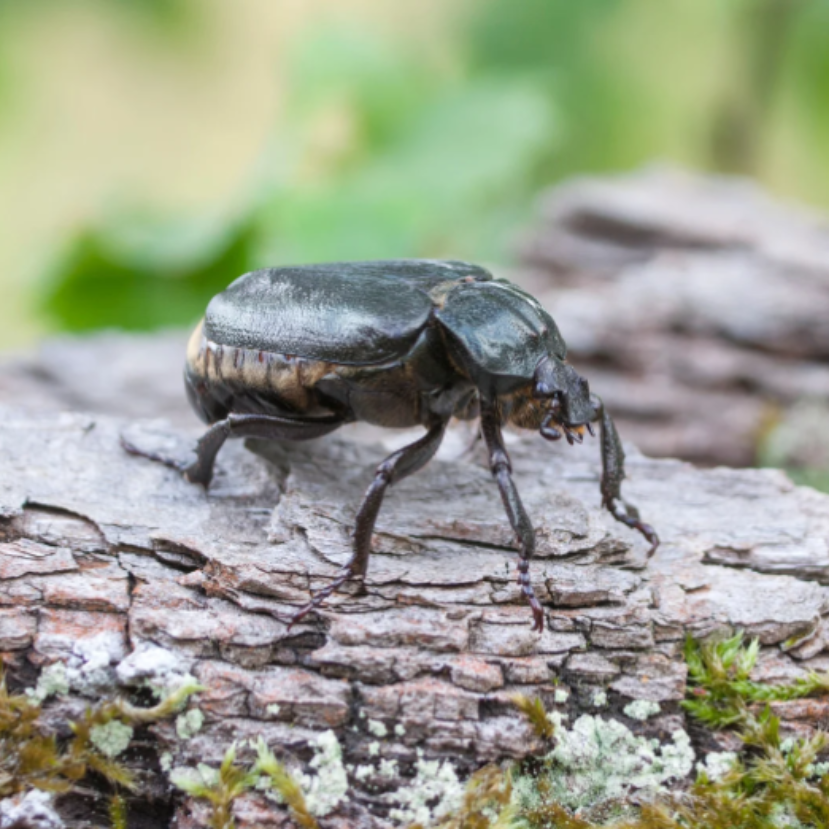 Barackszagú bogár vagy gyászbagoly legyen az év rovara?