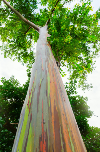 egy darab szivárvány eukaliptusz fa