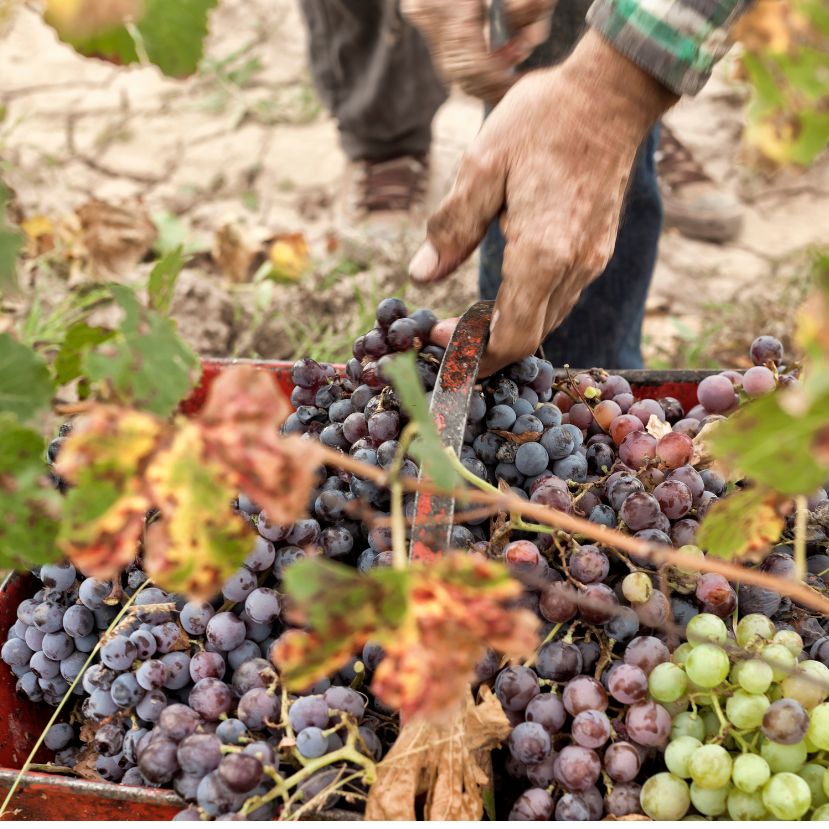 Tüdőlövést kapott a magyar szőlő