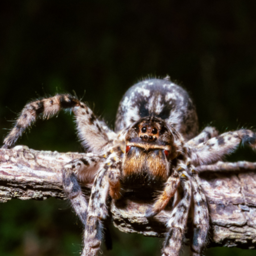 Íme Magyarország legnagyobb pókfaja!