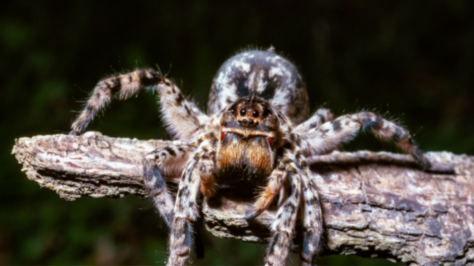 szongáriaicselőpóknagy