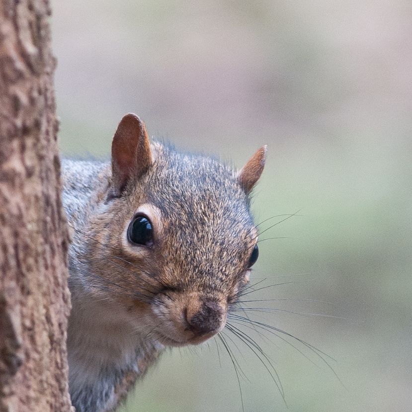 A városi mókus akkor nyugodt, ha duruzsolnak az autók
